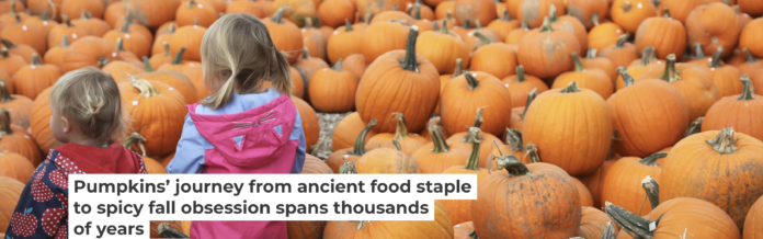 Pumpkin patch excursions have become a fall staple in many U.S. households. Creative Touch Imaging Ltd./NurPhoto via Getty Images